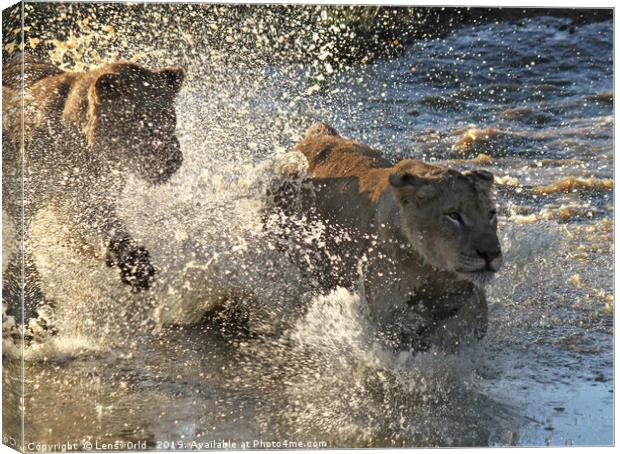 Young lions running through a pond Canvas Print by Lensw0rld 