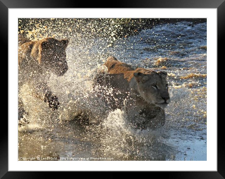 Young lions running through a pond Framed Mounted Print by Lensw0rld 