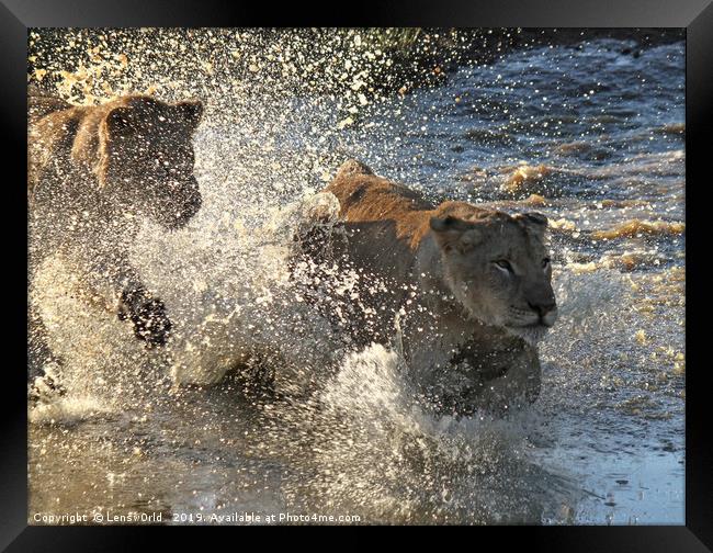 Young lions running through a pond Framed Print by Lensw0rld 