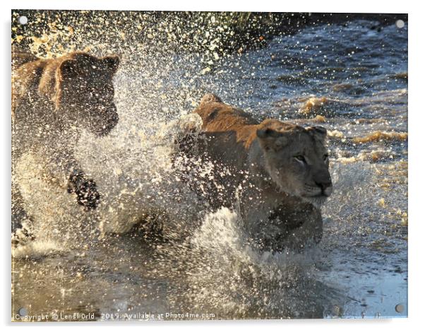 Young lions running through a pond Acrylic by Lensw0rld 