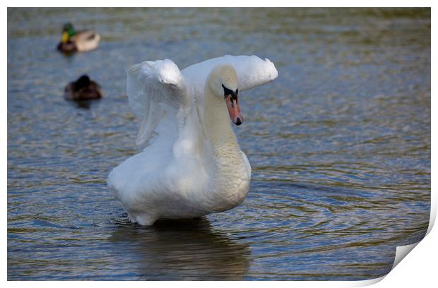 Swan Lake Print by CHRIS BARNARD