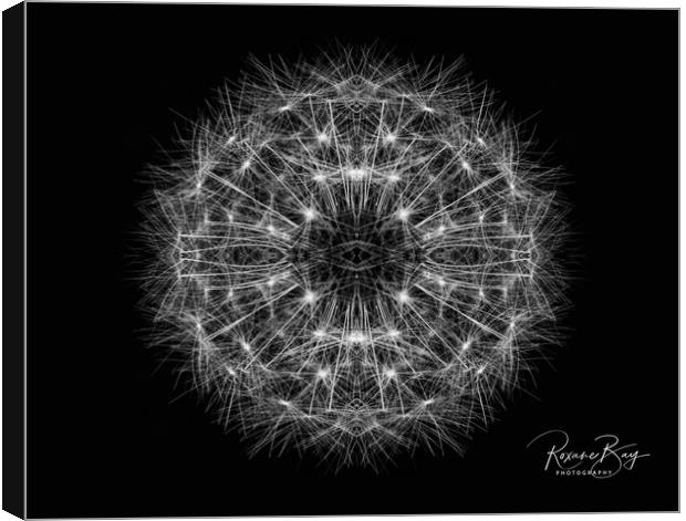 Dandelion Seeds Canvas Print by Roxane Bay