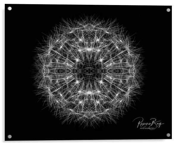 Dandelion Seeds Acrylic by Roxane Bay