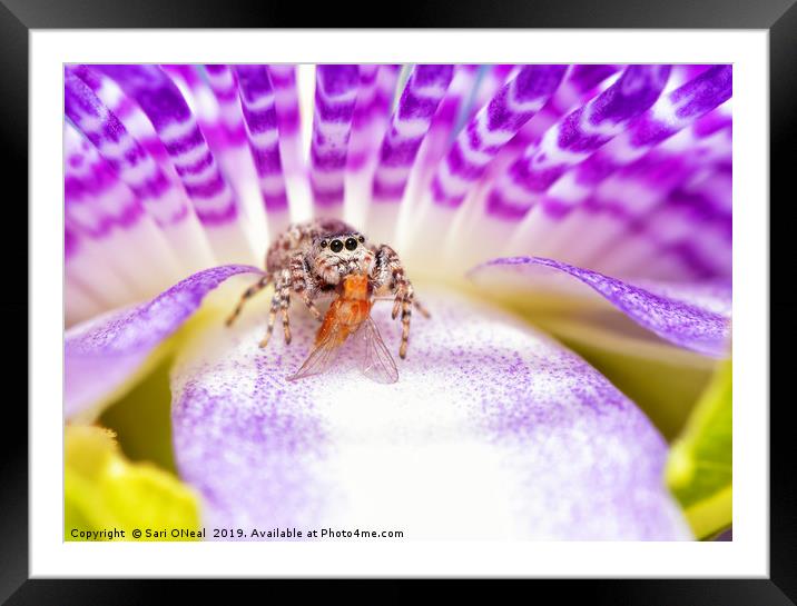 Adorable Peppered Jumper sitting on a Purple Passi Framed Mounted Print by Sari ONeal