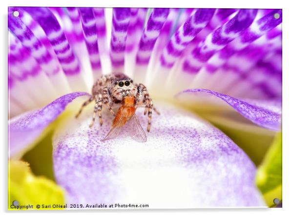 Adorable Peppered Jumper sitting on a Purple Passi Acrylic by Sari ONeal