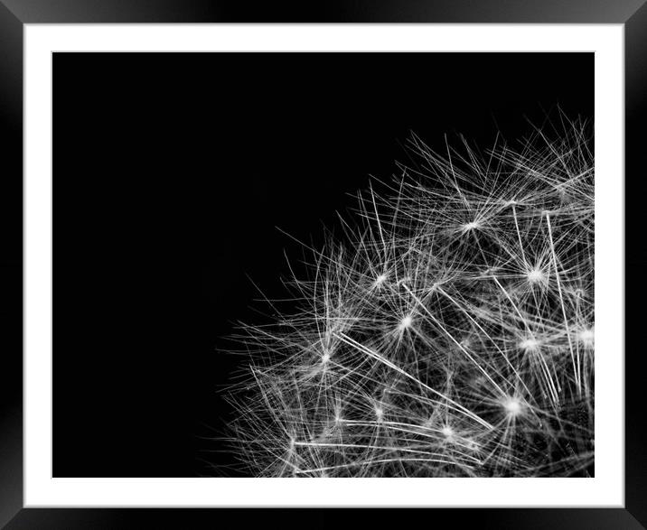 TL Dandelion Seeds landscape  Framed Mounted Print by Roxane Bay