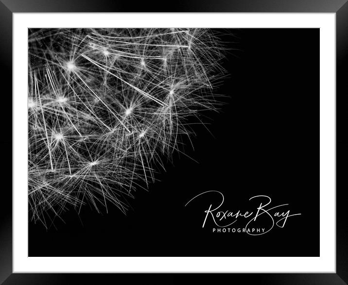 BR Dandelion Seeds landscape Framed Mounted Print by Roxane Bay