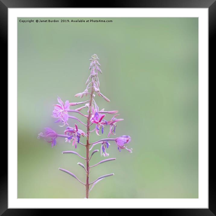 Rosebay Willowherb Framed Mounted Print by Janet Burdon