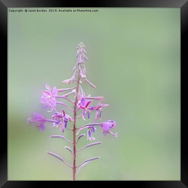 Rosebay Willowherb Framed Print by Janet Burdon