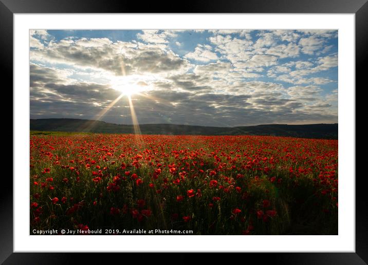 Early Morning Sun over Field of Poppies Framed Mounted Print by Joy Newbould