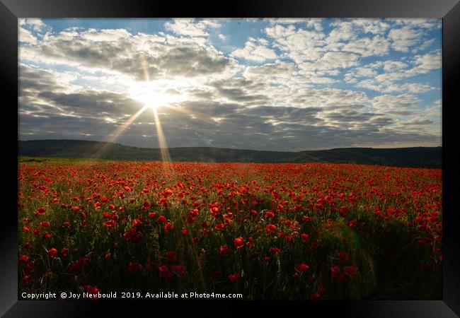 Early Morning Sun over Field of Poppies Framed Print by Joy Newbould