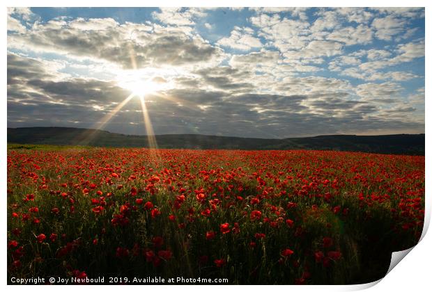 Early Morning Sun over Field of Poppies Print by Joy Newbould