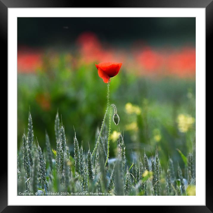 Poppies 1- Papaver rhoeas  Framed Mounted Print by Joy Newbould