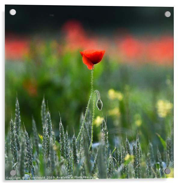 Poppies 1- Papaver rhoeas  Acrylic by Joy Newbould