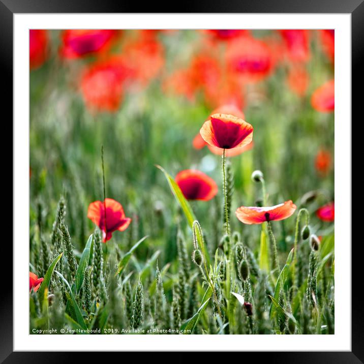 Poppies 2 - Papaver rhoeas  Framed Mounted Print by Joy Newbould