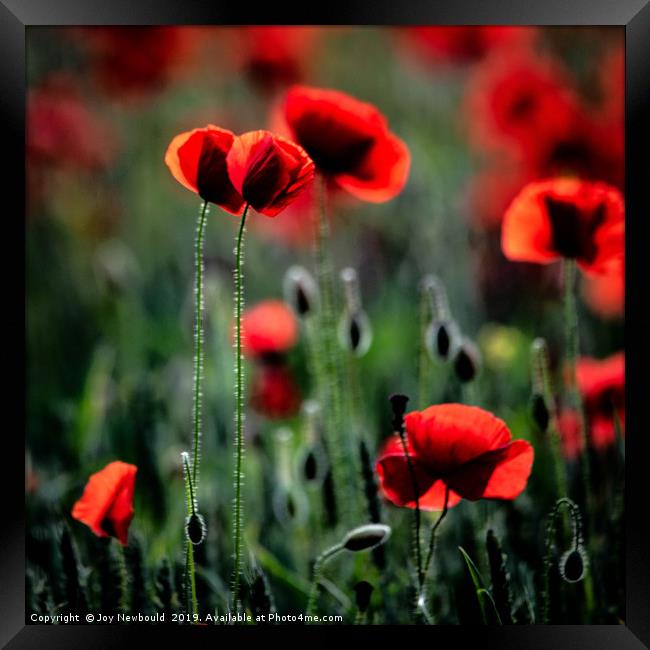 Poppies - We Will Remember Them Framed Print by Joy Newbould