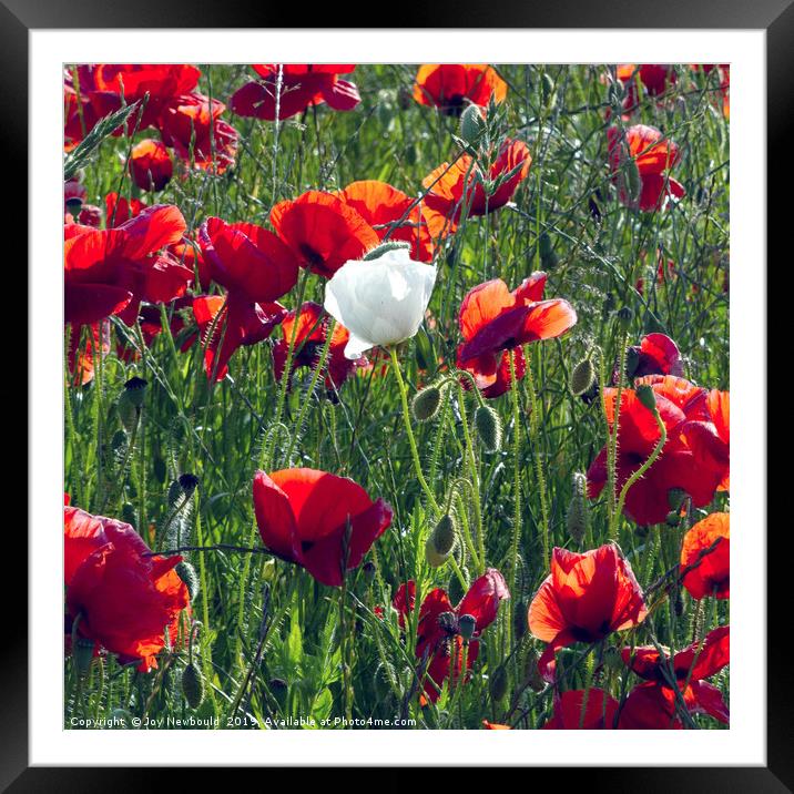 Poppies 4 - Always Believe in Yourself..... Framed Mounted Print by Joy Newbould