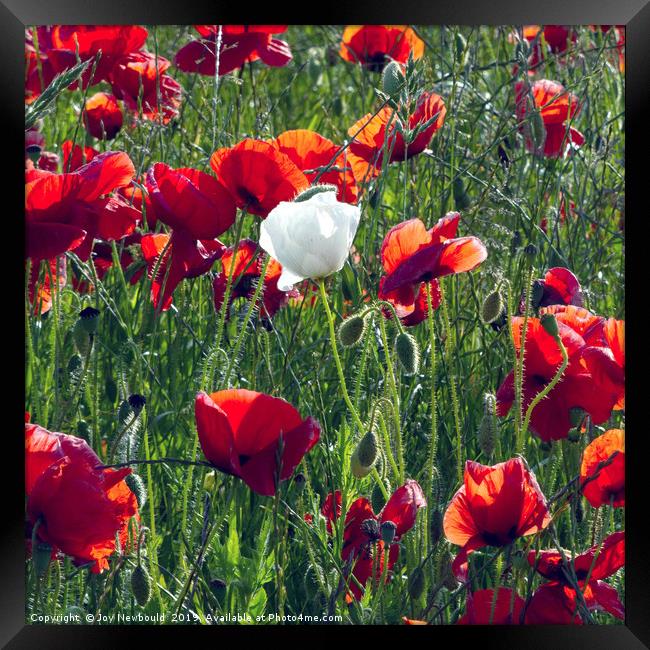 Poppies 4 - Always Believe in Yourself..... Framed Print by Joy Newbould