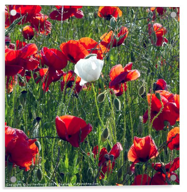 Poppies 4 - Always Believe in Yourself..... Acrylic by Joy Newbould
