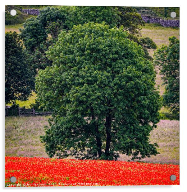 Poppies 6 - Lone Tree amongst the Poppies Acrylic by Joy Newbould
