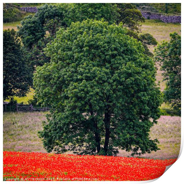 Poppies 6 - Lone Tree amongst the Poppies Print by Joy Newbould