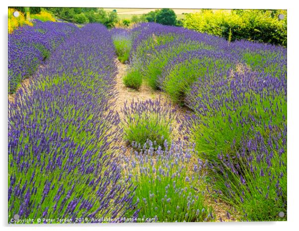  Lavender plants variety Lavandin Grosso as grown  Acrylic by Peter Jordan