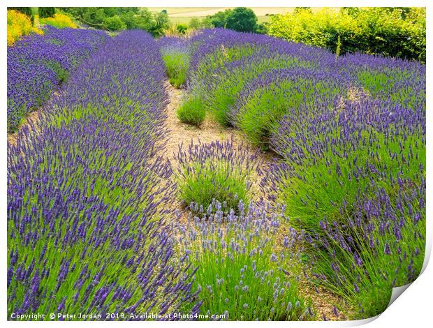  Lavender plants variety Lavandin Grosso as grown  Print by Peter Jordan