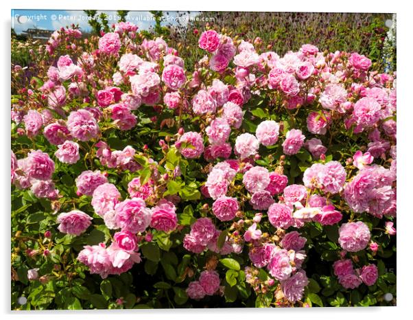 A large bush of Rose species Harlow Carr in full b Acrylic by Peter Jordan