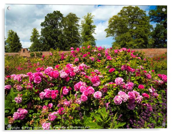 A large bush of Rose species Sir John Betjeman in  Acrylic by Peter Jordan