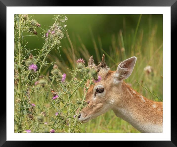 The Deer & The Butterfly Framed Mounted Print by Jonathan Thirkell