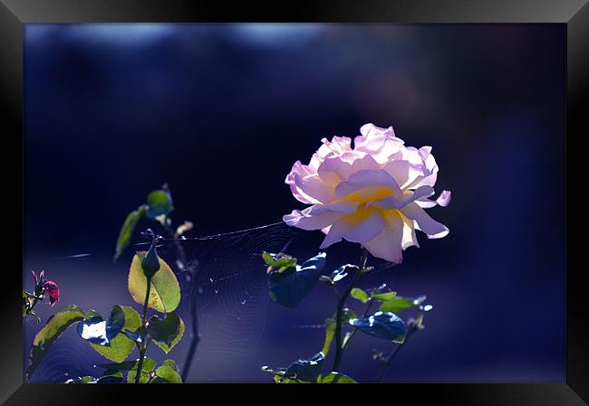 Rose in the morning sun Framed Print by Terry Pearce