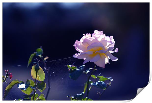 Rose in the morning sun Print by Terry Pearce