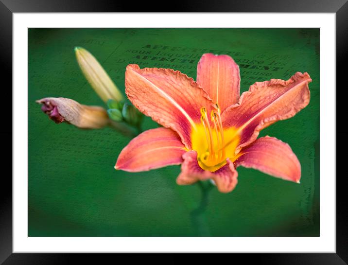 Affectuesement!  Framed Mounted Print by Roxane Bay