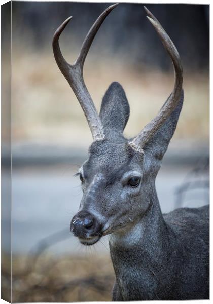 Buck with Two Pronged Antlers Canvas Print by Belinda Greb