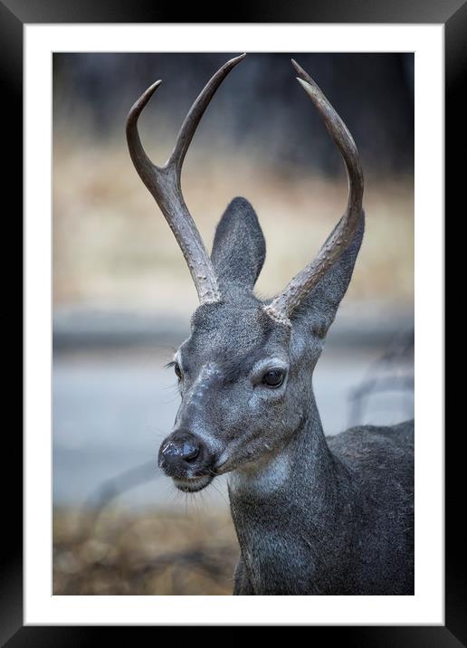 Buck with Two Pronged Antlers Framed Mounted Print by Belinda Greb