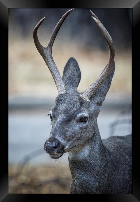 Buck with Two Pronged Antlers Framed Print by Belinda Greb