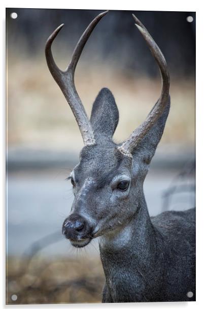 Buck with Two Pronged Antlers Acrylic by Belinda Greb