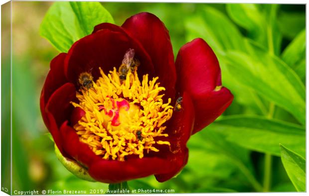 close up of red magenta peony flower Canvas Print by Florin Brezeanu