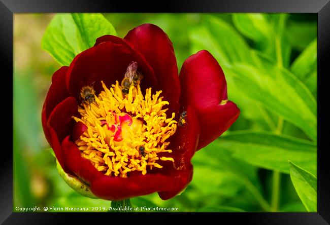 close up of red magenta peony flower Framed Print by Florin Brezeanu