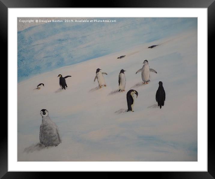 Penguins Framed Mounted Print by Steve Boston