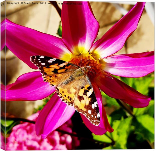 The Painted Lady butterfly Canvas Print by Frank Irwin