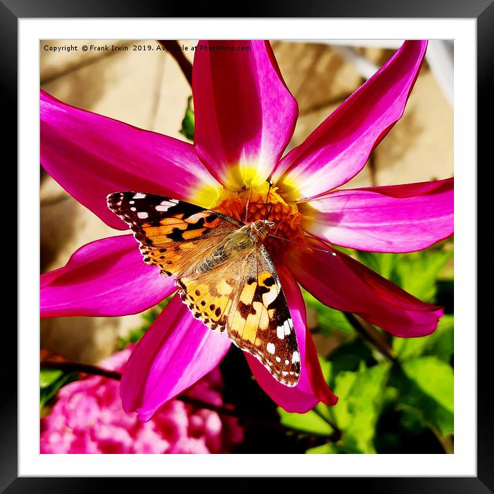 The Painted Lady butterfly Framed Mounted Print by Frank Irwin