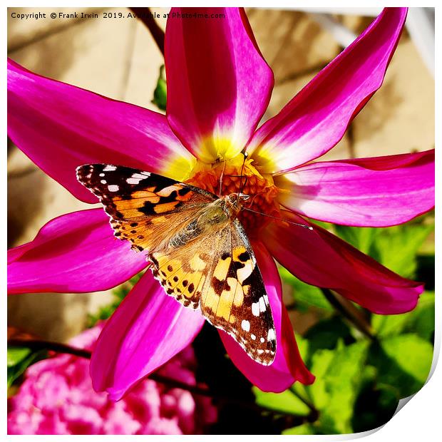 The Painted Lady butterfly Print by Frank Irwin