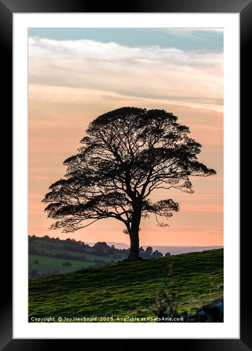 Lone Tree Silhouette at Dusk Framed Mounted Print by Joy Newbould