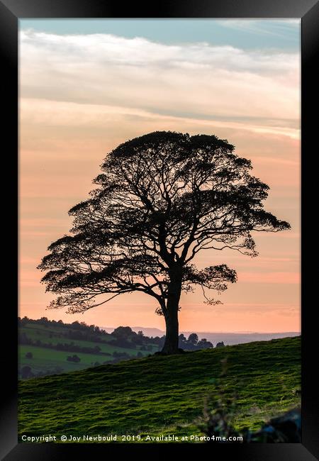 Lone Tree Silhouette at Dusk Framed Print by Joy Newbould