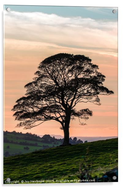 Lone Tree Silhouette at Dusk Acrylic by Joy Newbould