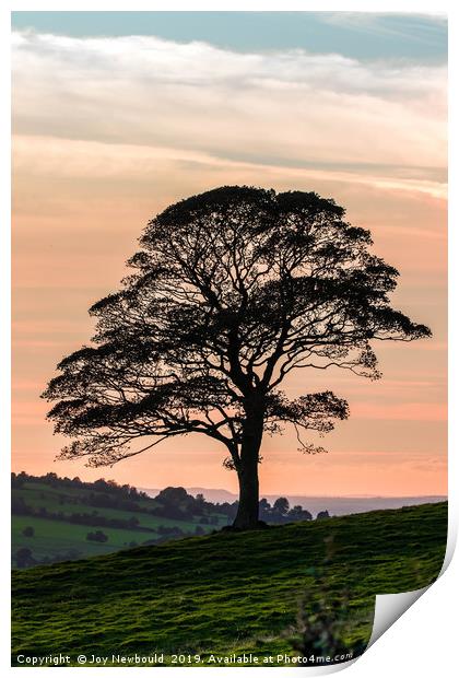 Lone Tree Silhouette at Dusk Print by Joy Newbould