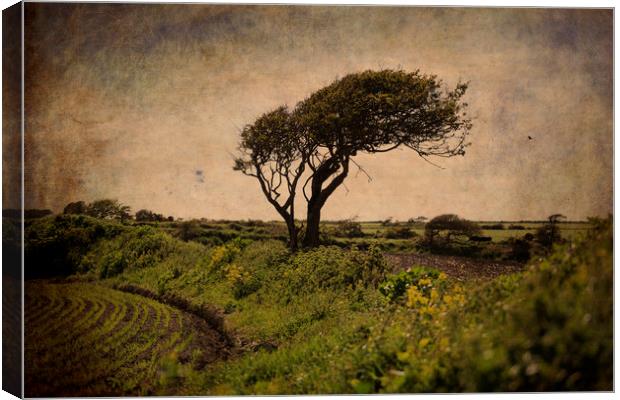 Wind-sculpted tree, Ireland Canvas Print by james burke