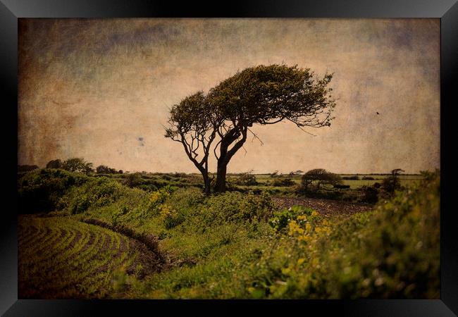 Wind-sculpted tree, Ireland Framed Print by james burke