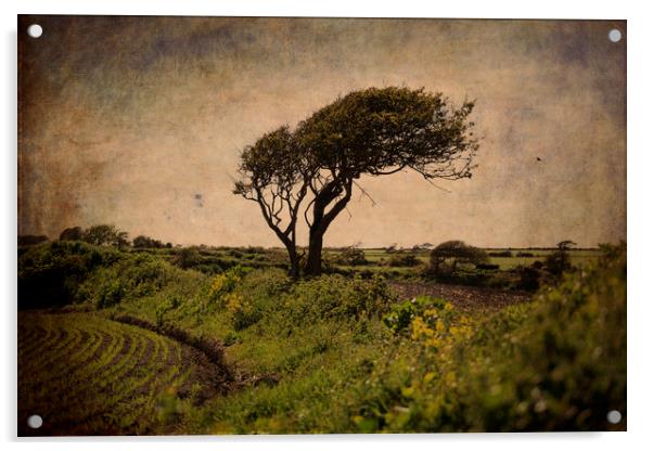 Wind-sculpted tree, Ireland Acrylic by james burke